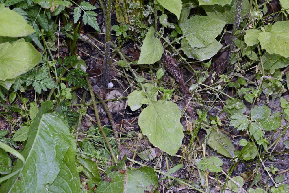 Lapsana communis / Lassana comune